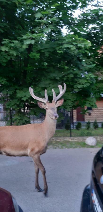 Pokoje Goscinne Na Stromej ザコパネ エクステリア 写真